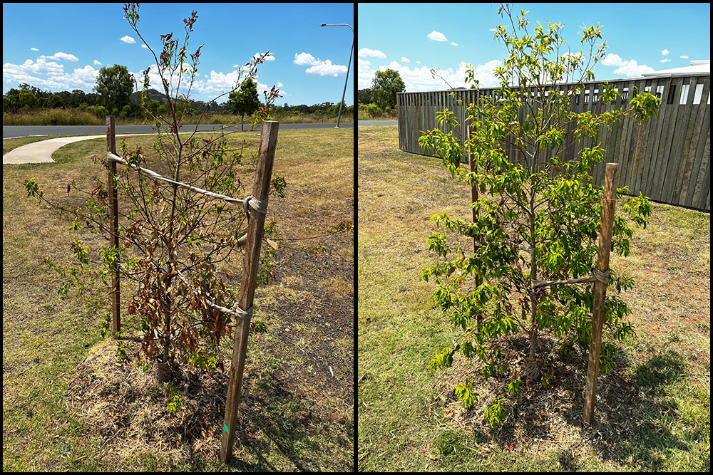 Trees with and without RC3